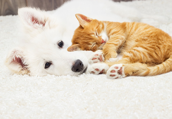 犬を取り巻く現状への思い　犬の幸せのために貢献したい